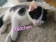 Europäische Kurzhaar Baby Katzen - Kaiserslautern