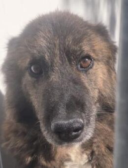 LOBITO sucht Familienanschluss - Gefrees