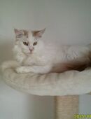 Reinrassige Maine-coon Mädels in 59269