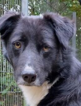 FELIX sucht seine Menschen - Hof