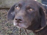 Wunderbare BONNIE sucht Zuhause - Gefrees