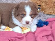 Australien Sheppard Welpen - Birken-Honigsessen