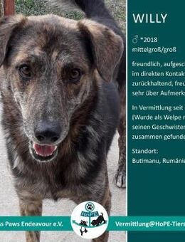 WILLY - 11/2018 - Leimen (Baden-Württemberg)