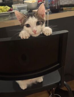 EKH Baby Katze - Hannover Nord