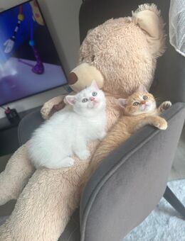 BKH Kitten - Reutlingen