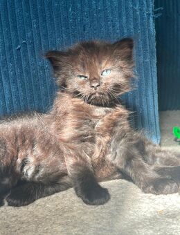 Süße Bombay mix kitten suchen ein Zuhause - Babenhausen Zentrum