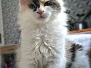 Maine Coon Kitten XXL Reinrasig - Haar
