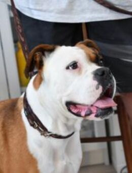 Powerpaket Macchia sucht Zuhause - Neuss