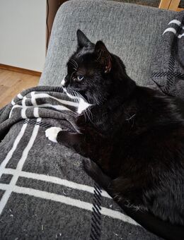 2 Liebevolle Katzen abzugeben - Güstrow