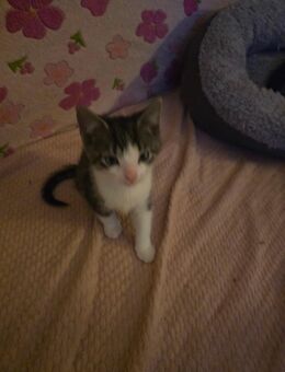 Süßen Kitten suchen ein Zuhause - Witten