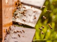Bienenvölker abzugeben - Baisweil