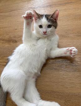 1 BHK - Mix Kitten (Männlich) suchen liebevolles Zuhause - Duisburg