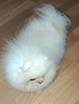 Süße Pomeranian Hündin sucht ein liebevolles Zuhause - Gummersbach