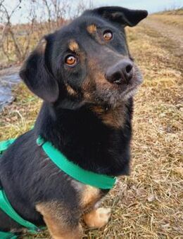 🆘Sanfter Rüde Bob🆘NOTFALL - Eislingen (Fils)