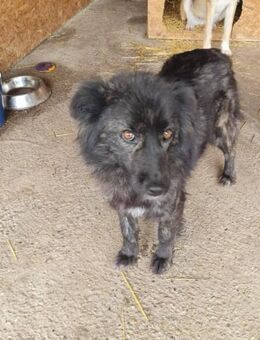 Hübsche Vicky sucht ihre Familie - Leonberg (Baden-Württemberg)