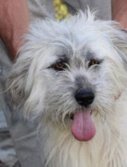 Nadia - hübsche Wuschelhündin - Lohra