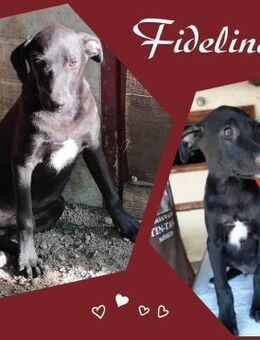 Junghund Fidelino - Köln