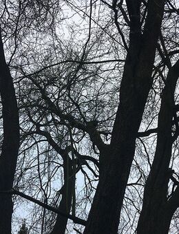 MBSR-Kurs »Plum Winter 2026« am Freitagmorgen - Bonn