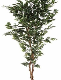 Kunstpflanze Ficus Benjamini Ficus Benjamini, Creativ green, Höhe 150 cm
