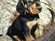 Serbische Bracken Welpen - Seesen