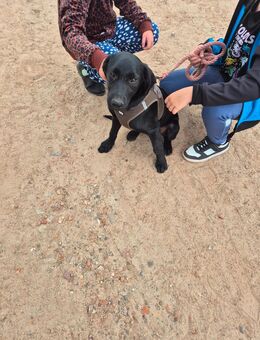 Unsere sehr verschmusten Labradormischlingswelpen Jimmy, Charlston und Joe - Angern