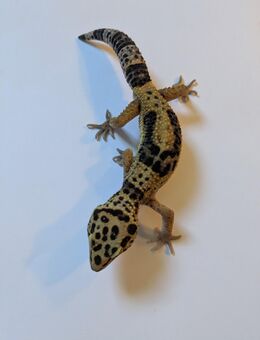 Leopardgecko BS Tangerine 1.0 - Rostock