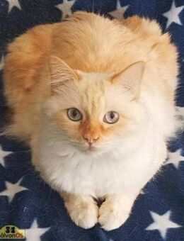 Wunderschöner Neko sucht sein Home - Bad Camberg