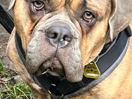 Atos ( Olde English Bulldogge ) sucht ein Zuhause für immer - Wiesbaden Dotzheim