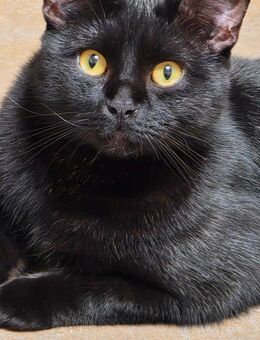 Bkh schwarz Kater - Eppingen