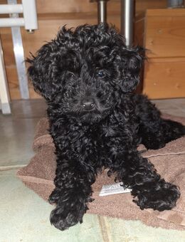 Toypudelwelpen Zwergpudelwelpen Toypudel Zwergpudel, Welpen - liebevoll aufgezogen - Magdeburg