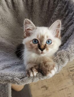 Heilige Birma Baby- Katzen - Nastätten