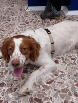 LUCA 💙💙💙 wünscht sich ein Zuhause - Herxheim (Landau)