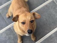 Trudi - jung, verträglich, lebhaft - Berlin