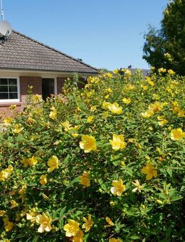 Geltinger Bucht! Gepflegter Bungalow in ruhiger Lage in 24972 Steinbergkirche zu verkaufen. - Steinbergkirche