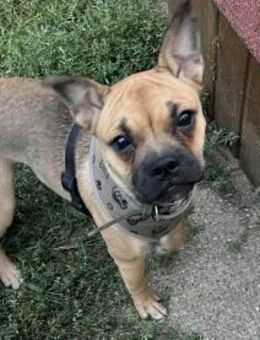Gésa fröhlicher Bulldoggen-Mix - Kassel