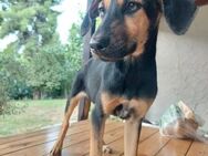 Naomi II, geb. 05/24 sucht ihr Zuhause! - Heppenheim (Bergstraße)