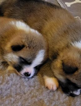 Akita Inu Welpen - Berlin Mitte