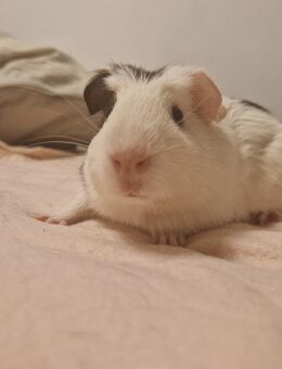 Meerschweinchen Weibchen - Mönchengladbach