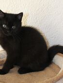 BKH Kitten Schwarz Männchen in 33689