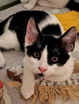 Amadeus, ca. 3,5 Monate, Familie gesucht - Grimburg