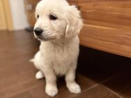 golden Retriever Welpe - Annaberg-Buchholz