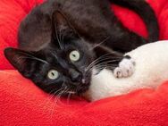 Verspielter Jungkater Bigotes - Bad Camberg