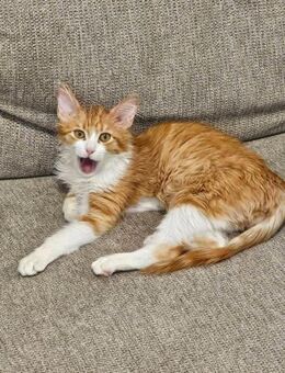 Remi - sucht sein 2. Glück - Kirchheim (München)