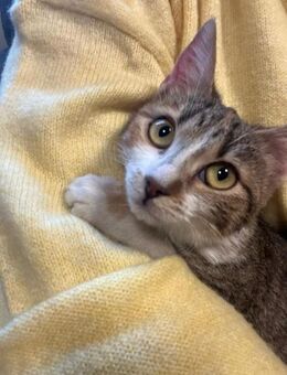 🐱 Liebe Sansa sucht Geborgenheit ❤️🐾 - Eislingen (Fils)