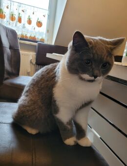 Britisch Kurzhaar Kater - Witten