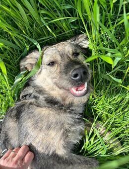 Roa wartet - Neustadt (Rübenberge)