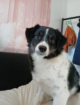 💞 Birch sucht sein Zuhause 💞 - Eislingen (Fils)