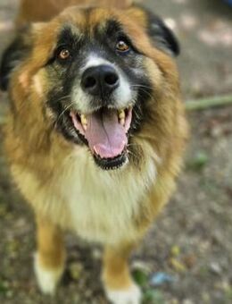 Ursu der Kuschelbär - Blaustein