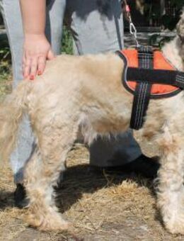 Jaspar Vom Streuner zum Hoffnungsträger - Berlin