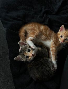 Kitten suchen liebevolles Zuhause - Rostock Lütten Klein